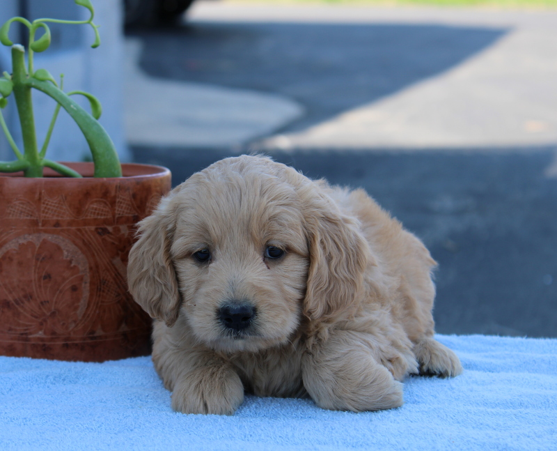 puppy, for, sale, Mini Golden Doodle F1, Matthew B. Stoltzfus, dog, breeder, Gap, PA, dog-breeder, puppy-for-sale, forsale, nearby, find, puppyfind, locator, puppylocator, aca